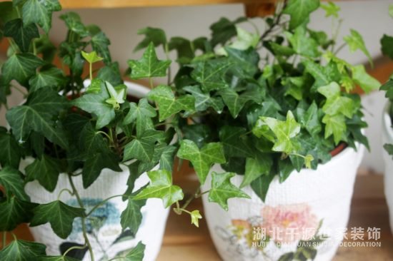 家里要放什么植物？你喜歡哪類？【宜昌裝修】