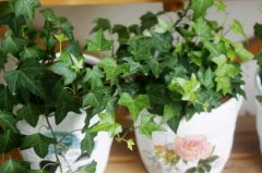家里要放什么植物？你喜歡哪類？【宜昌裝修】