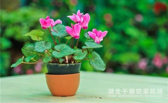 家里要放什么植物？你喜歡哪類？【宜昌裝修】