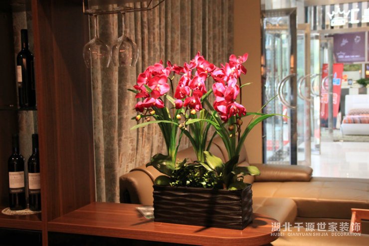 家里要放什么植物？你喜歡哪類？【宜昌裝修】