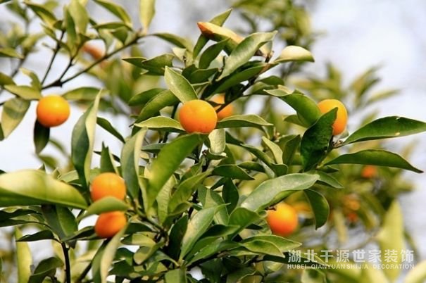 家里要放什么植物？你喜歡哪類？【宜昌裝修】