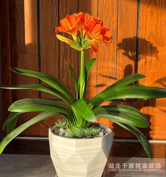 招財鎮(zhèn)宅的10種植物，客廳一擺，財運飆升，幸福感拉滿！