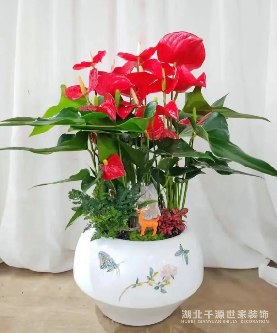 招財鎮(zhèn)宅的10種植物，客廳一擺，財運飆升，幸福感拉滿！