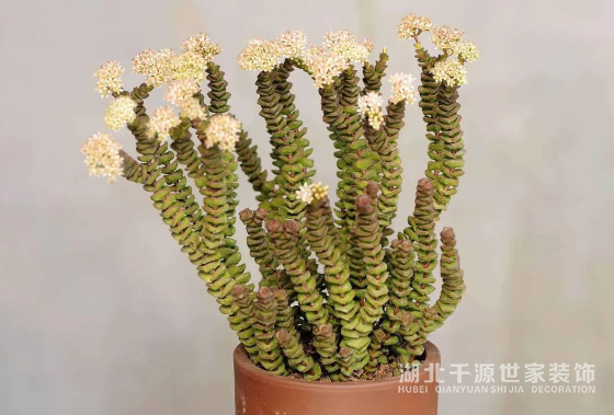 招財鎮(zhèn)宅的10種植物，客廳一擺，財運飆升，幸福感拉滿！