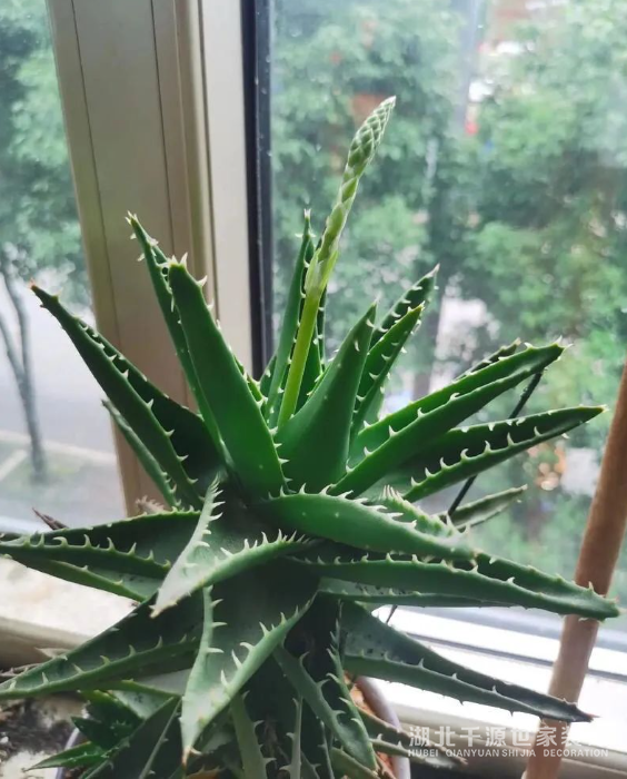 招財鎮(zhèn)宅的10種植物，客廳一擺，財運飆升，幸福感拉滿！