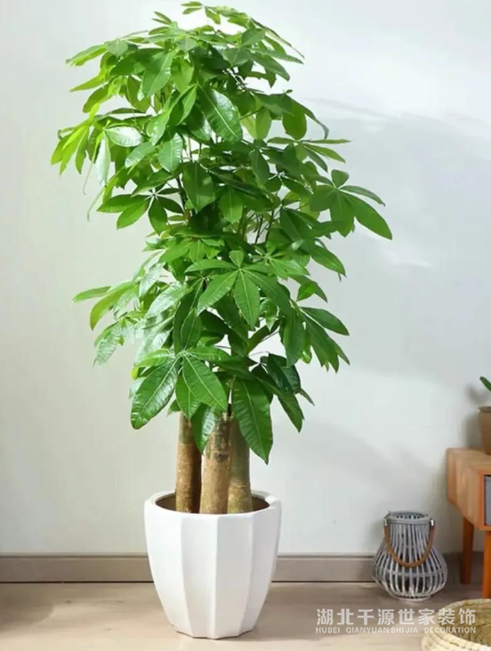 招財鎮(zhèn)宅的10種植物，客廳一擺，財運飆升，幸福感拉滿！