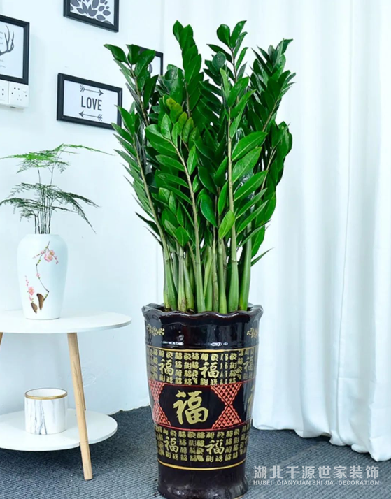 招財鎮(zhèn)宅的10種植物，客廳一擺，財運飆升，幸福感拉滿！