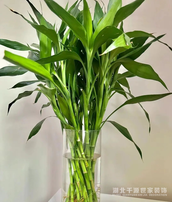 招財鎮(zhèn)宅的10種植物，客廳一擺，財運飆升，幸福感拉滿！