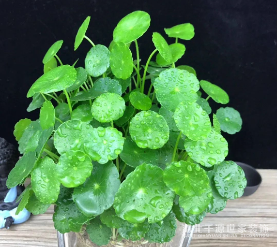 招財鎮(zhèn)宅的10種植物，客廳一擺，財運飆升，幸福感拉滿！